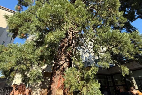 La Sequoia del Centro Radiologico Potito